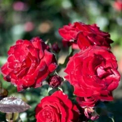 'Peter Wessel'® Rosa X 'Peter Wessel'® (Buketrose) A-Kvalitet,- Barrods Roser Min. 3 Grene