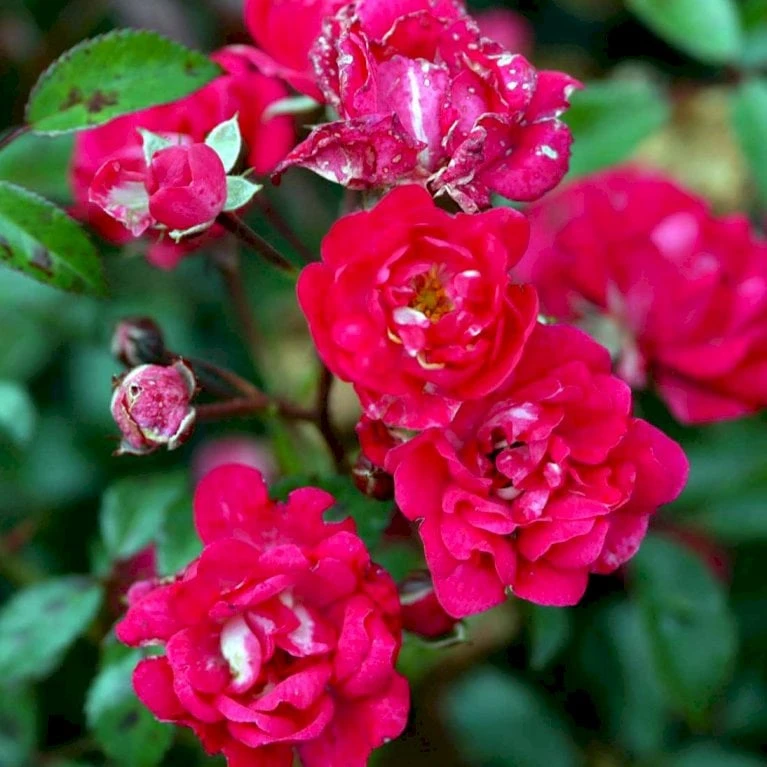 'Red Fairy' Rosa X 'Red Fairy' (Bunddækkerose) A-Kvalitet,- Barrods Roser Min. 3 Grene - Billede 3