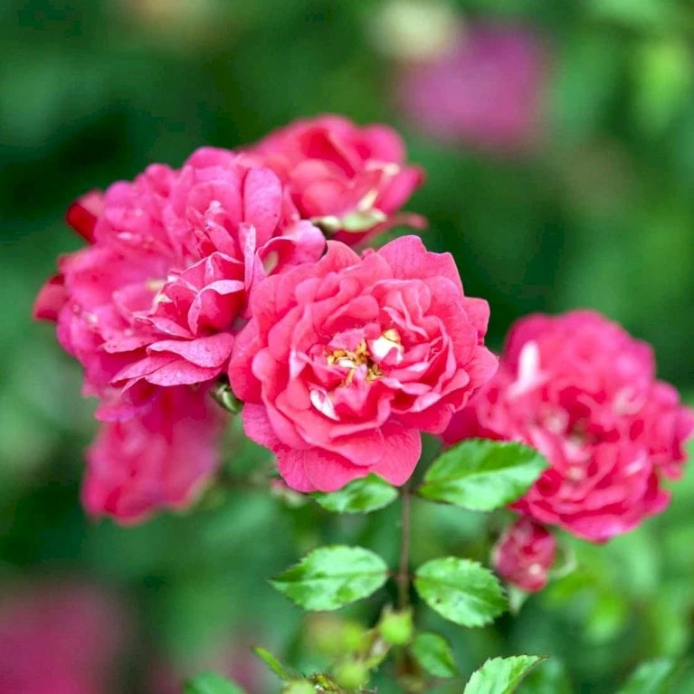 'Red Fairy' Rosa X 'Red Fairy' (Bunddækkerose) A-Kvalitet,- Barrods Roser Min. 3 Grene - Billede 4