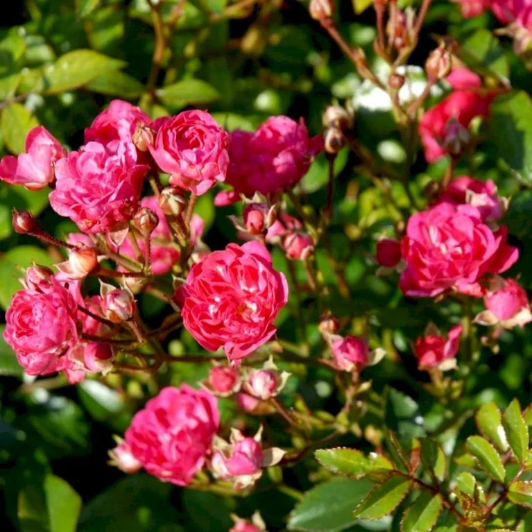 'Red Fairy' Rosa X 'Red Fairy' (Bunddækkerose) A-Kvalitet,- Barrods Roser Min. 3 Grene - Billede 5