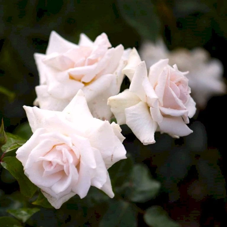 'Swan Lake' Rosa X 'Swan Lake' (Slyngrose) A-Kvalitet,- Barrods Roser Min. 3 Grene - Billede 3