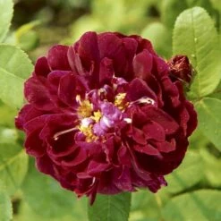 'Tuscany Superb' Rosa Gallica 'Tuscany Superb' (Gallicarosa) A-Kvalitet,- Barrods Roser Min. 3 Grene