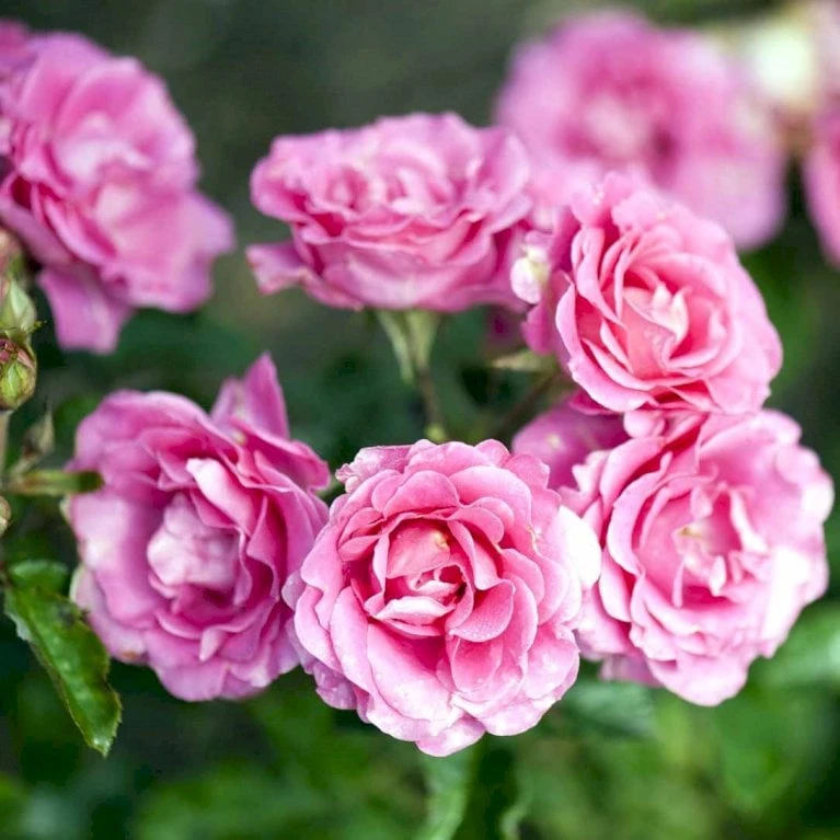 'Violet™ Hit'® Rosa X 'Violet™ Hit'® (Miniaturerose) A-Kvalitet,- Barrods Roser Min. 3 Grene