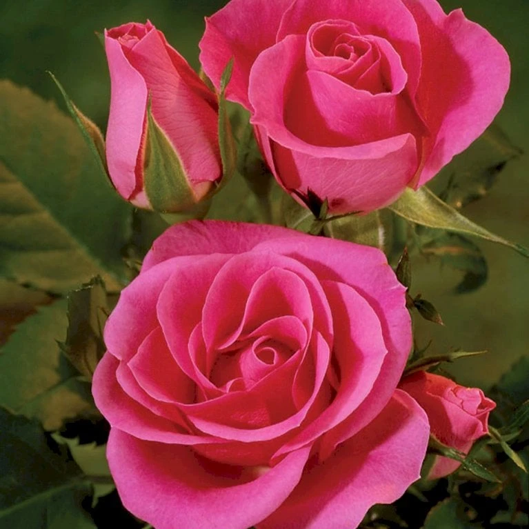 'Violet™ Hit'® Rosa X 'Violet™ Hit'® (Miniaturerose) A-Kvalitet,- Barrods Roser Min. 3 Grene - Billede 4