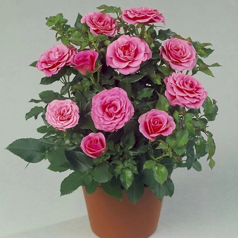'Violet™ Hit'® Rosa X 'Violet™ Hit'® (Miniaturerose) A-Kvalitet,- Barrods Roser Min. 3 Grene - Billede 5