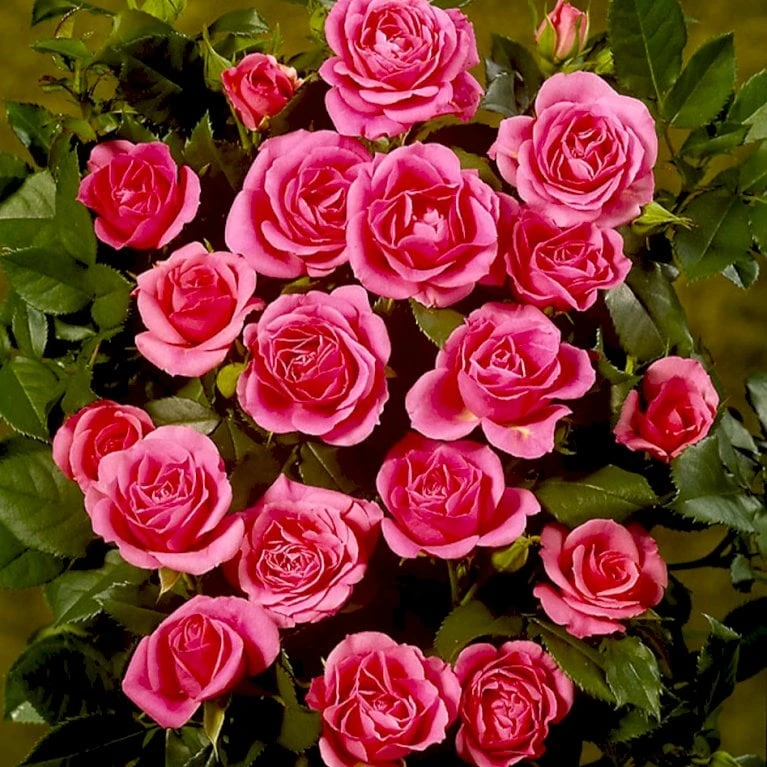 'Violet™ Hit'® Rosa X 'Violet™ Hit'® (Miniaturerose) A-Kvalitet,- Barrods Roser Min. 3 Grene - Billede 6