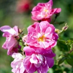 'William Baffin' Rosa X 'William Baffin' (Buskrose) A-Kvalitet,- Barrods Roser Min. 3 Grene