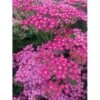 Almindelig Røllike 'Pink Grapefruit' Achillea Millefolium 'Pink Grapefruit' 1 Liter Potte