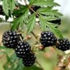 Brombær 'Thornless Evergreen' Rubus Fruticosus 'Thornless Evergreen' Potte 3,0 Liter,- Opbundet