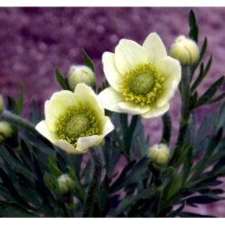Anemone 'Annabella White' Anemone Multifida 'Annabella White' 1 Liter Potte