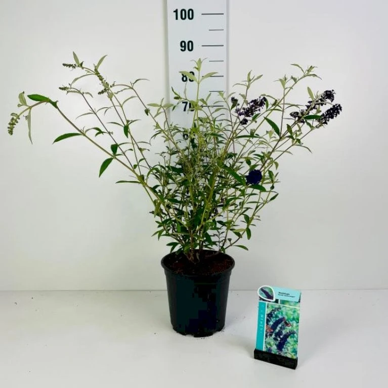 Sommerfuglebusk 'Black Knight' Buddleja Davidii 'Black Knight' Potte 6,5 Liter 50-60 Cm.