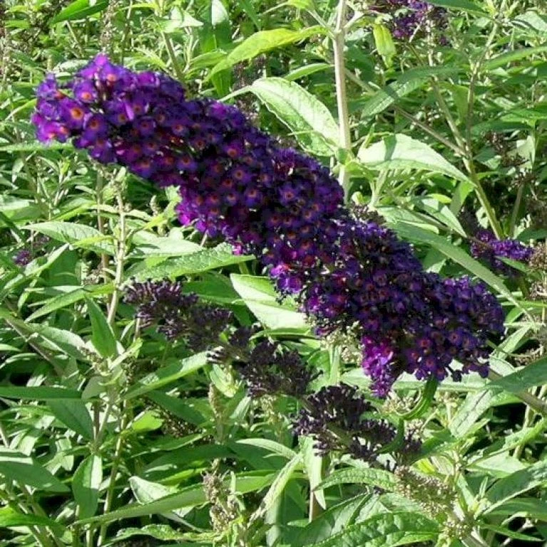 Sommerfuglebusk 'Black Knight' Buddleja Davidii 'Black Knight' Potte 6,5 Liter 50-60 Cm. - Billede 3