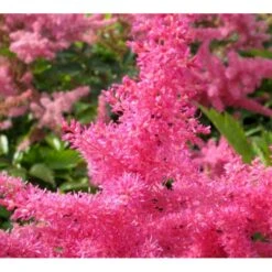 Astilbe Astilbe 'Anita Pfeifer' 1 Liter Potte