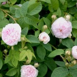 'Félicité Parmentier' Rosa Alba 'Félicité Parmentier' (Albarose) A-Kvalitet,- Barrods Roser Min. 3 Grene
