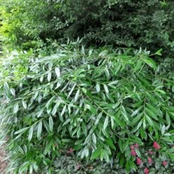 Kirsebærlaurbær 'Pruzab' Prunus Laurocerasus 'Pruzab' Med Klump,- 40-50 Cm.