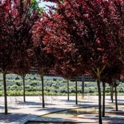 Blodblomme Prunus Cerasifera 'Nigra' Opstammet 160 Cm.- 15 Liter Potte