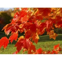 Spidsløn Acer Platanoides Flerstammet,- 150-175 Cm. Med Trådklump