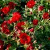 'Austriana'® Rosa X 'Austriana'® (Bunddækkerose) A-Kvalitet,- Barrods Roser Min. 3 Grene