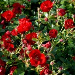 'Austriana'® Rosa X 'Austriana'® (Bunddækkerose) A-Kvalitet,- Barrods Roser Min. 3 Grene