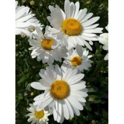 Kæmpemargerit Leucanthemum 'Becky' 1 Liter Potte