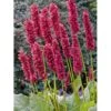 Kertepileurt 'Fat Domino' Persicaria Amplexicaulis 'Fat Domino' Potte 2 Liter.
