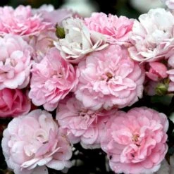 'Bonica 82' Rosa X 'Bonica 82' A-Kvalitet,- Barrods Roser Min. 3 Grene