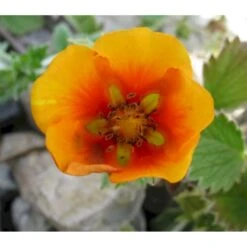 Staudepotentil Potentilla Atro. Var. Argyrophylla 1 Liter Potte