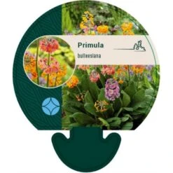 Etageprimula Primula Bulleesiana 9 Cm. Potte