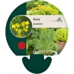 Rude Ruta Graveolens Bakke Med 12 Stk.