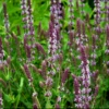 Staudesalvie 'Amethyst' Salvia Nemorosa 'Amethyst' 1 Liter Potte