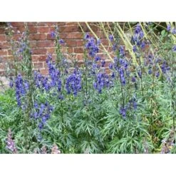 Stormhat Aconitum Carmichaelii 1 Liter Potte