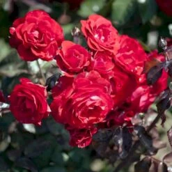 'Europeana' Rosa X 'Europeana' (Buketrose) A-Kvalitet,- Barrods Roser Min. 3 Grene