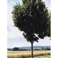 Spidsløn 'Cleveland' Acer Platanoides 'Cleveland' Alletræ, Stammeomkreds 12-14 Cm. Med Klump