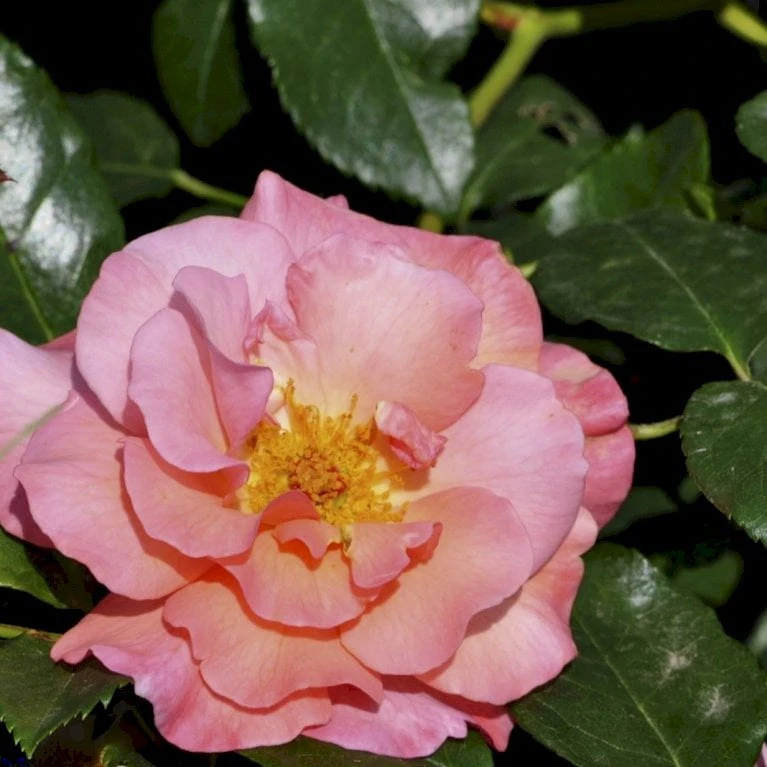 'Rosenresli'® Rosa X 'Rosenresli'® (Slyngrose) A-Kvalitet,- Barrods Roser Min. 3 Grene