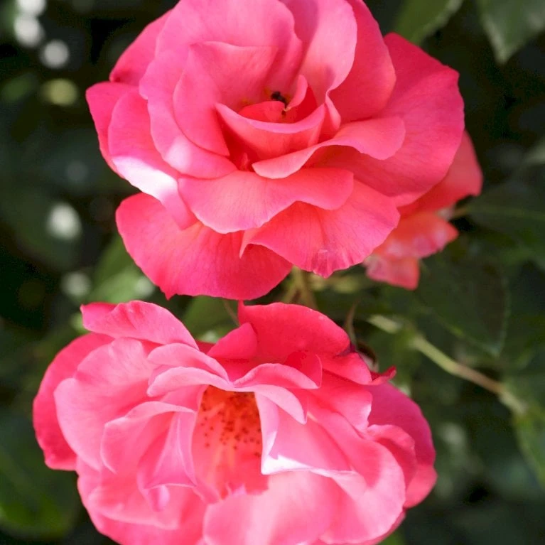 'Rosenresli'® Rosa X 'Rosenresli'® (Slyngrose) A-Kvalitet,- Barrods Roser Min. 3 Grene - Billede 4