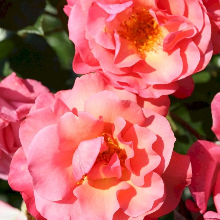 'Rosenresli'® Rosa X 'Rosenresli'® (Slyngrose) A-Kvalitet,- Barrods Roser Min. 3 Grene - Billede 5