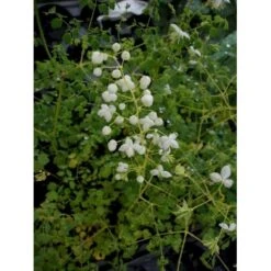 Stor Violfrøstjerne Thalictrum Splendide 'White' 1 Liter Potte