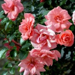 'Fredensborg'™ Rosa X 'Fredensborg'™ (Slotsrose) A-Kvalitet,- Barrods Roser Min. 3 Grene