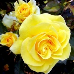 'Friesia'® Rosa X 'Friesia'® (Buketrose) A-Kvalitet,- Barrods Roser Min. 3 Grene