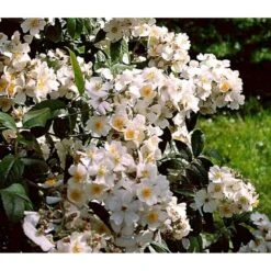 'Aksel Olsen' Rosa Helenae 'Aksel Olsen' A-Kvalitet,- Barrods Roser Min. 3 Grene