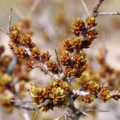 Havtorn 'Pollmix' Hippophae Rhamnoides 'Pollmix' (Hanplante) Potte 2,0 Liter,- Opbundet