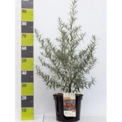 Havtorn (ej Kønssorterede) Hippophae Rhamnoides (ej Kønssorterede) Potte 7,5 Liter 80-100 Cm.