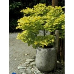 Viftebladet Løn Acer Shirasawanum 'Aureum' Potte 4,0 Liter,- 30-40 Cm.