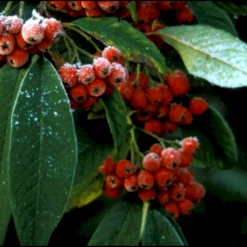 Dværgmispel 'Brandkjær' Cotoneaster Watereri 'Brandkjær' 5 Liter Potte