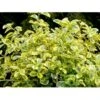Benved 'Canadale Gold' Euonymus Japonica 'Canadale Gold' Opstammet 120 Cm. Med Potte