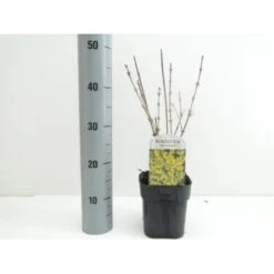 Vårguld 'Goldrausch' Forsythia Intermedia 'Goldrausch' Potte 2,0 Liter,- 40-60 Cm.