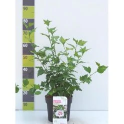 Syrisk Rose 'Helene' Hibiscus Syriacus 'Helene' Potte 4,0 Liter,- 50-60 Cm.