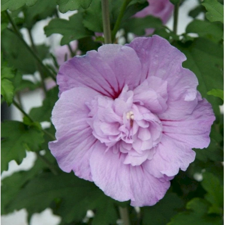 Syrisk Rose 'Lavender Chiffon' (R) Hibiscus Syriacus 'Lavender Chiffon' (r) 5 Liter Potte