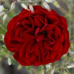 'Imperial™ Palace'® Rosa X 'Imperial™ Palace'® (Palacerose) A-Kvalitet,- Barrods Roser Min. 3 Grene