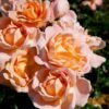 'Kalmar'™ Rosa X 'Kalmar'™ (Slotsrose) A-Kvalitet,- Barrods Roser Min. 3 Grene